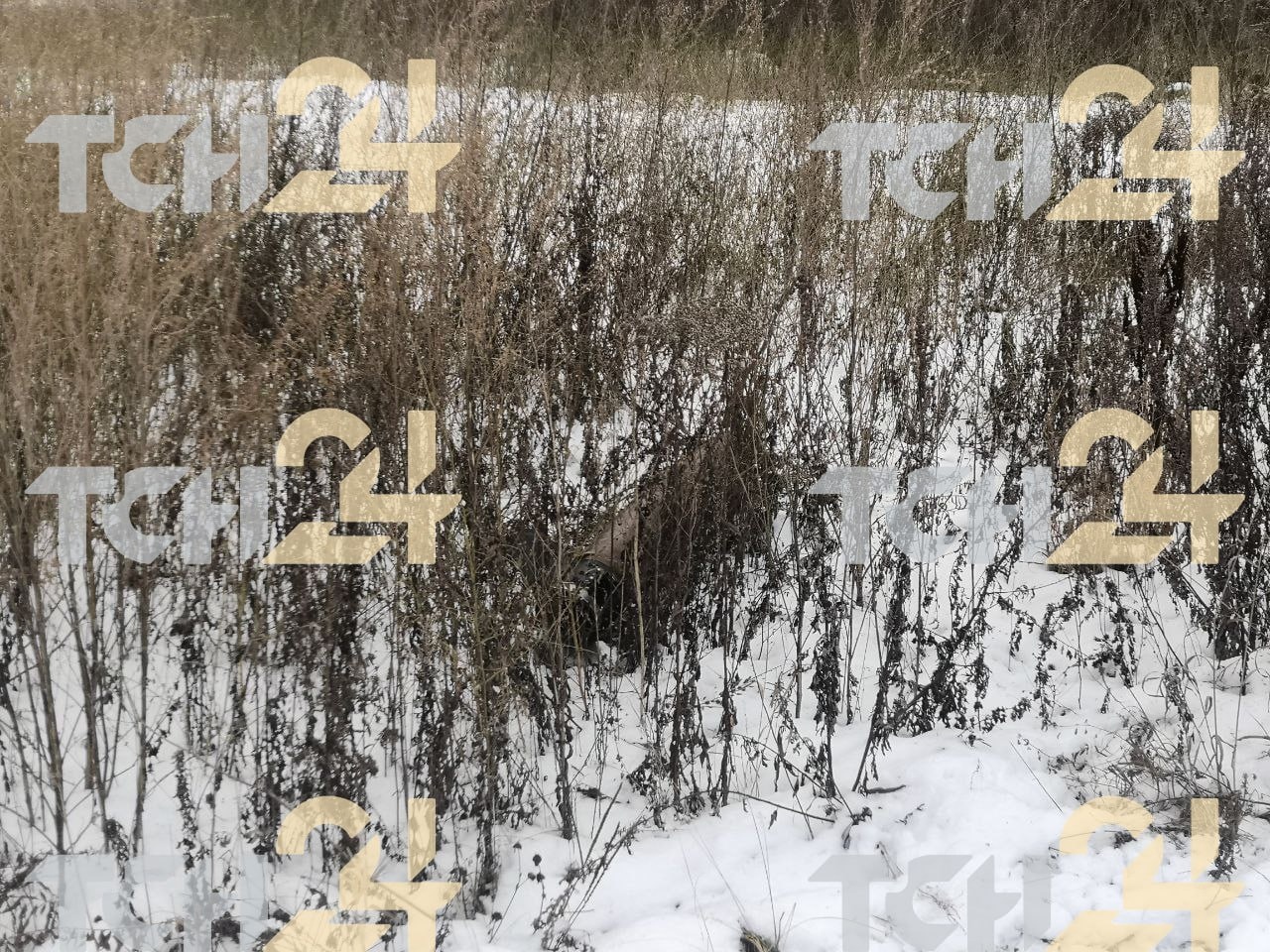 Четыре беспилотника сбили над Тульской областью 26 ноября