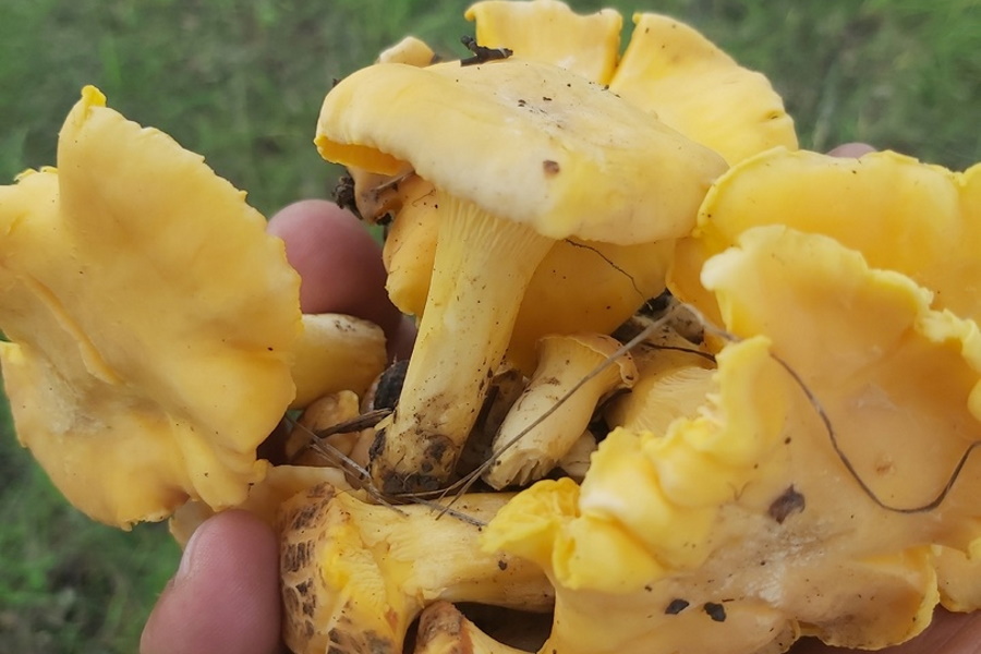 ﻿Туляки килограммами забирают грибы из лесов после дождей