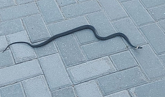 Какие змеи обитают в Тульской области и что делать, если вас укусили