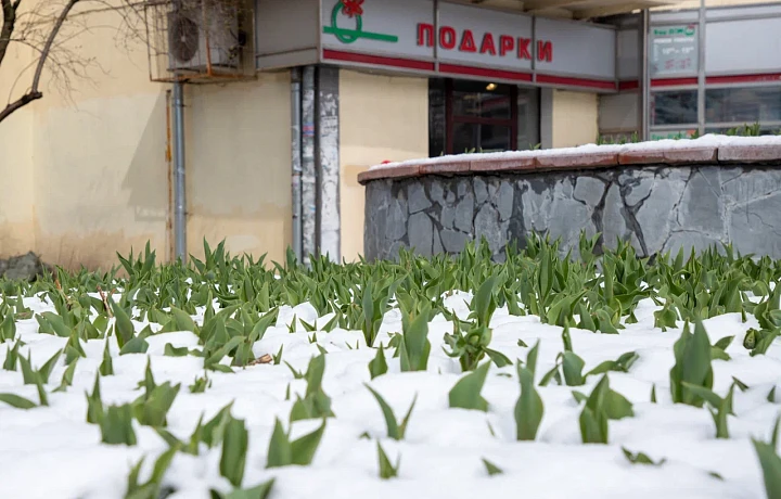 «Что будет плохого, если в Ростове-на-Дону вырастут мандарины»: синоптик Ильин – о причинах теплой зимы, глобальном потеплении и прогнозах на март