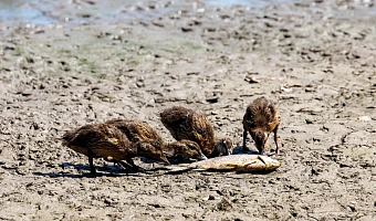 Лужа с мусором и дохлой рыбой: Рогожинский пруд в Туле находится в ужасном состоянии
