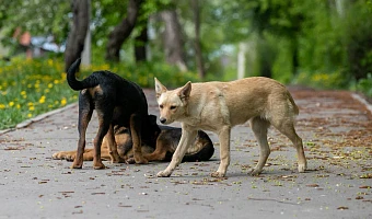 Ситуация с бродячими собаками в Донском вышла из-под контроля: покусали почти 40 человек, на улицах находят трупы животных