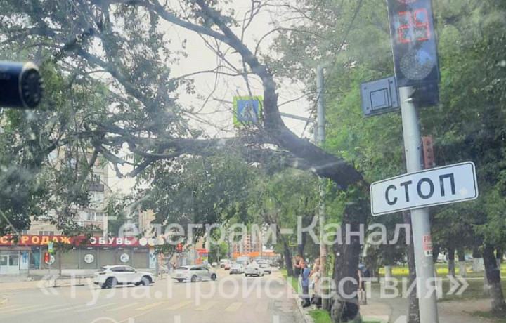 В Туле перекрыли дорогу на улице Староникитской из-за накренившегося дерева