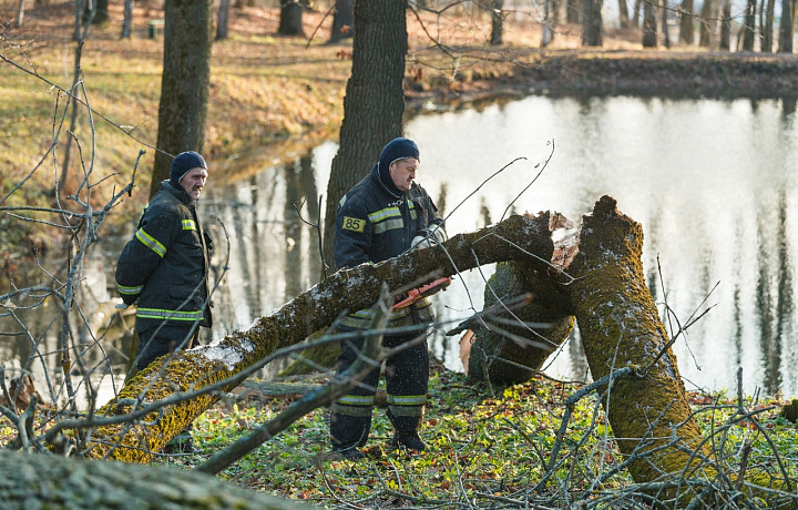 В Ясной Поляне шквалистый ветер повалил вековые деревья