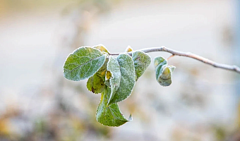 Метеопредупреждение из-за заморозков объявлено в Тульской области с 3 по 4 мая