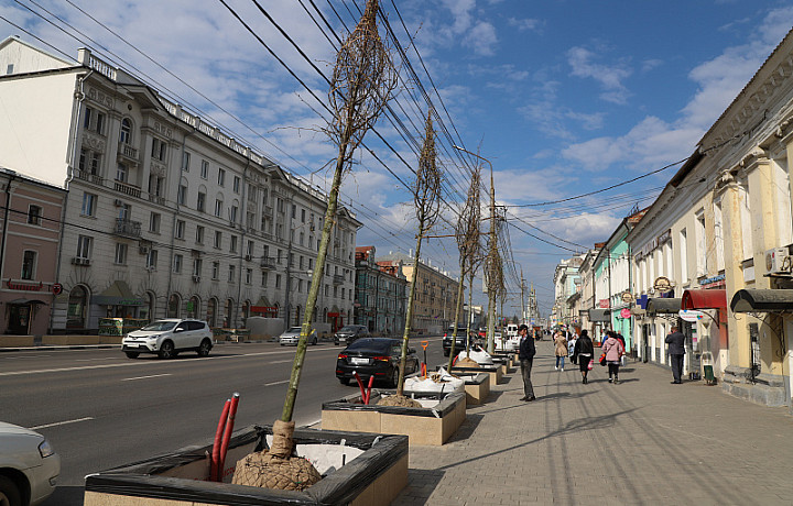 На проспекте Ленина в Туле начали высадку деревьев