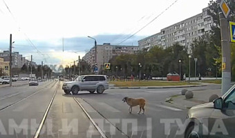 На дороге в Туле заметили умного пса, переходящего проезжую часть