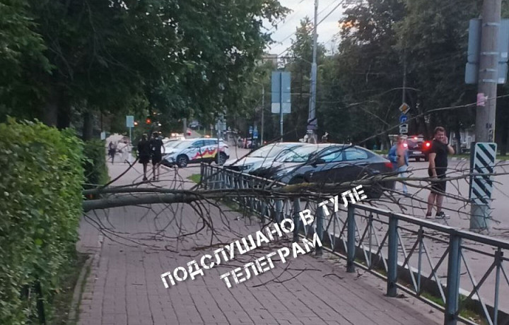 Дерево рухнуло на тротуар на улице Первомайской в Туле