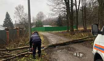 В Туле штормовой ветер повалил 18 деревьев