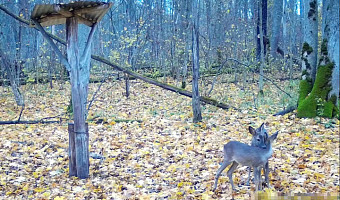 Самка косули с детенышем попала в объектив фотоловушки в «Калужских засеках»