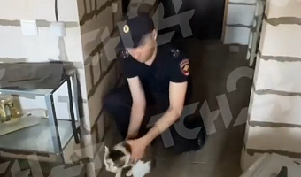 Тульские полицейские спасли из запертой квартиры двух кошек, чья хозяйка попала в больницу