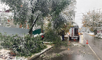 За сутки в Туле рухнули 42 дерева из-за непогоды