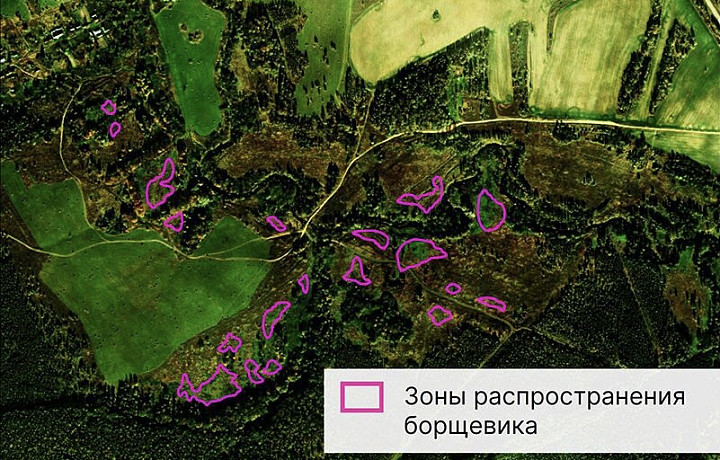 Борщевик в Тульской области оказалось видно при съемке со спутника