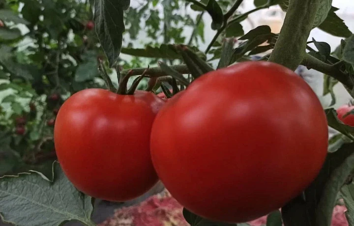 Садовод Короткова дала рекомендации, как защитить томаты от эпидемии фитофторы
