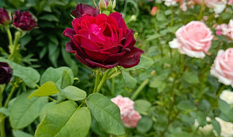 Мы в ответе за розы, которые посадили: садовод рассказала, как защитить любимый цветок