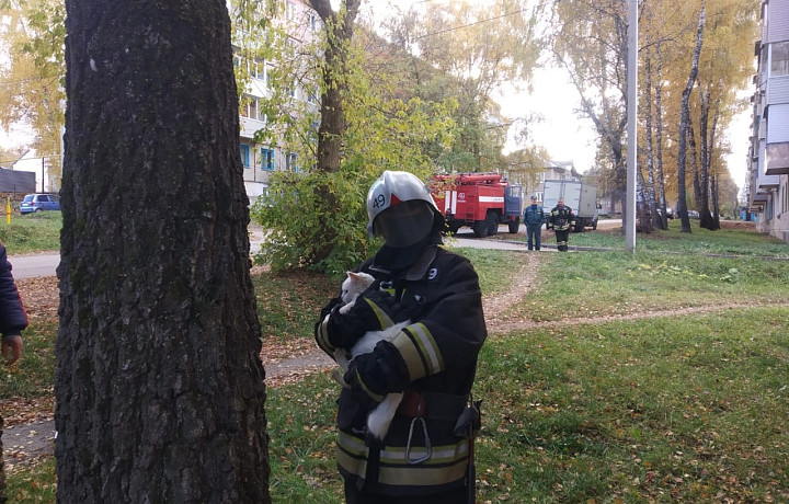 В Тульской области сотрудники МЧС спасли кошку, которая трое суток просидела на дереве