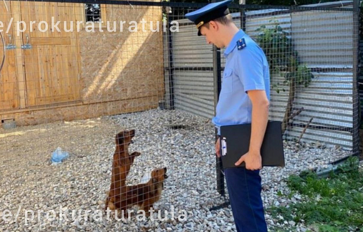 Тульская прокуратура организовала проверку после жалоб на жестокую заводчицу такс