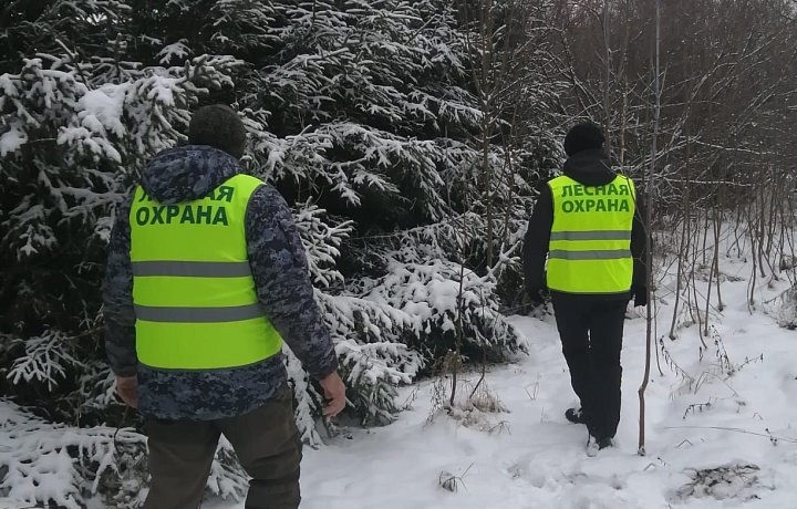 В тульских лесах усилили охрану елей перед новогодними праздниками