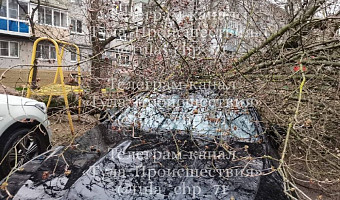 Дерево рухнуло на иномарку во дворе жилого дома в Туле