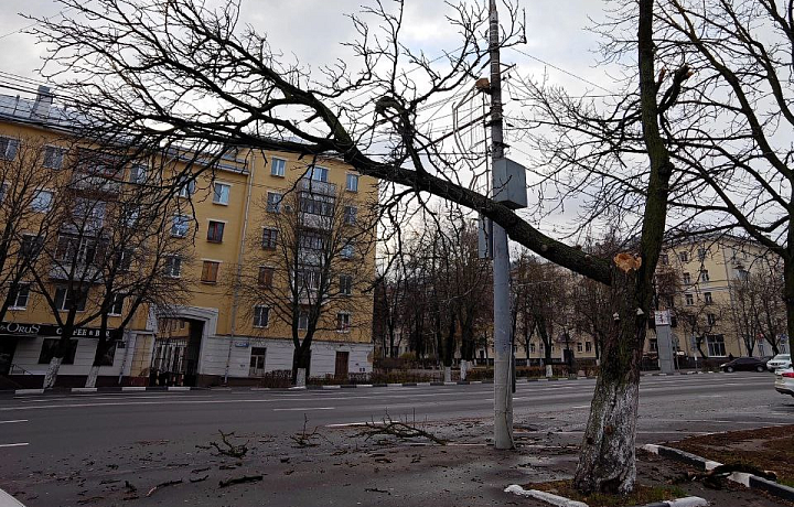 В Туле на проспекте Ленина из-за сильного ветра на провода упало дерево