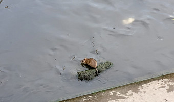 Крысотища: жители Тулы сами разводят крыс в городе - кормят уток хлебом, хотя и птицам он вреден