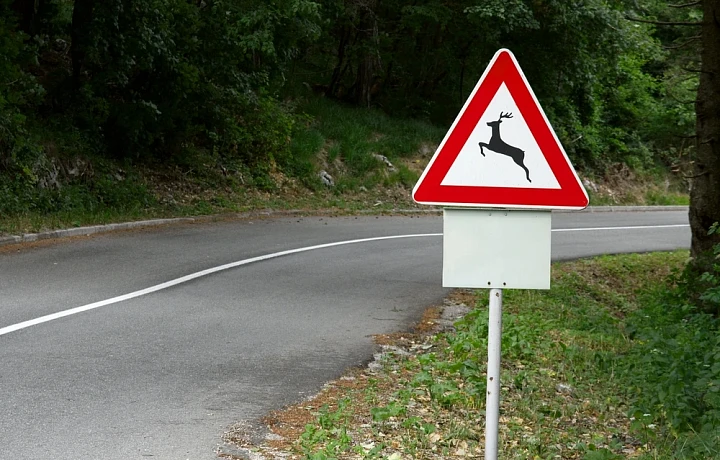 Более 100 автомобильных аварий с дикими животными случилось в Тульской области с начала 2024 года