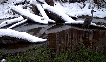 Серая цапля осталась зимовать и попала в фотоловушку заповедника на границе Тульской области