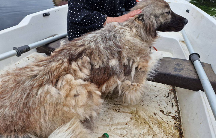 Туляки могут приютить животных, пострадавших от ЧП на Каховской ГЭС
