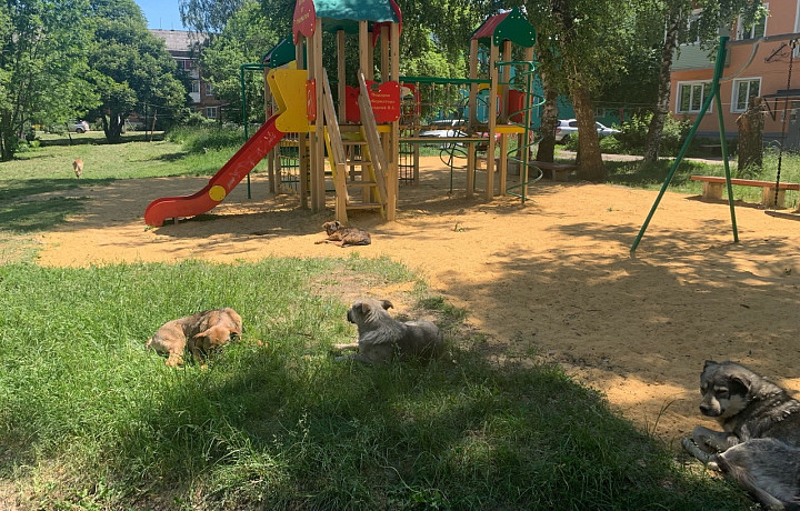 Жители Донского жалуются на стаю бродячих собак на детской площадке