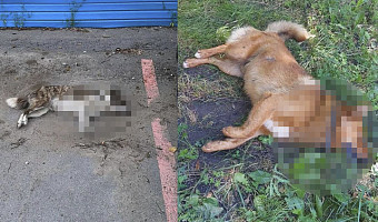 В Донском жители заметили на улицах мертвых собак