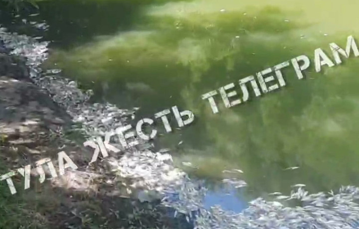 Туляки сообщают о массовой гибели рыб на Щекинском водохранилище