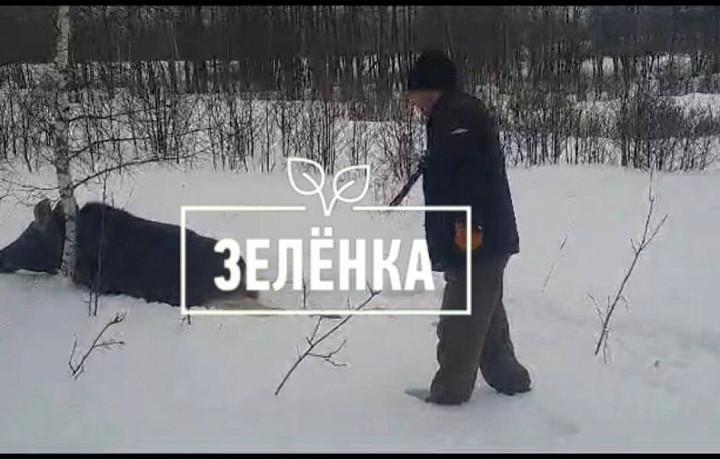 Тульские браконьеры убили беременную лосиху Тульские браконьеры убили беременную лосиху