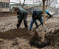 На Молодежном бульваре в Туле высадят 112 деревьев и около 150 кустарников