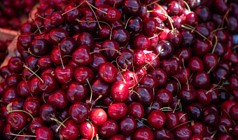 Диетолог Панкова рассказала, сколько свежих ягод можно съедать за один раз