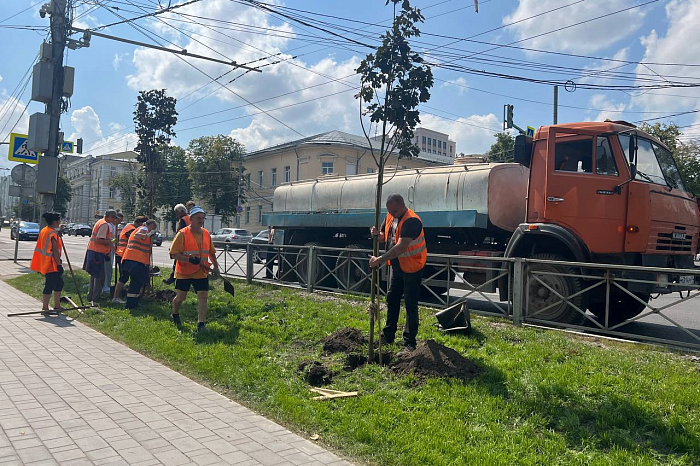 В Туле посадят более 1 500 новых деревьев