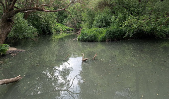 Концы в воду: как Мышега стала самой грязной рекой в Тульской области