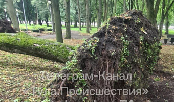 В Центральном парке Тулы ветер вырвал дерево с корнем