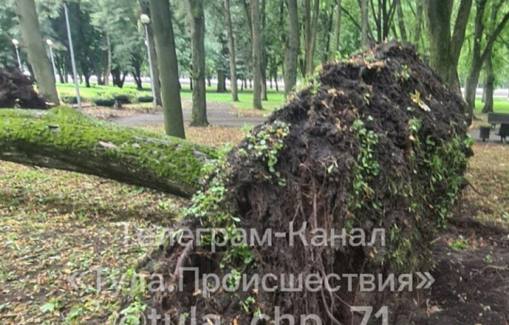 В Центральном парке Тулы ветер вырвал дерево с корнем