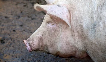 В этом году в Тульской области зарегистрировали 336,5 тысяч голов свиней