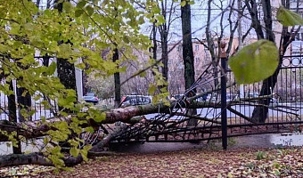 Упавшее дерево сломало забор в Центральном парке Тулы