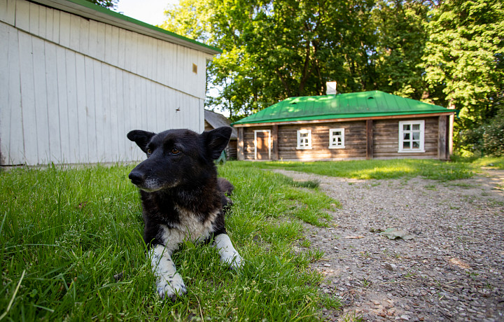 Администрацию Белевского района обязали выплатить 25 тысяч рублей ребенку, которого укусила собака