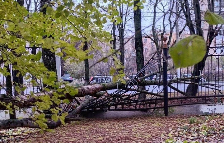 Упавшее дерево сломало забор в Центральном парке Тулы