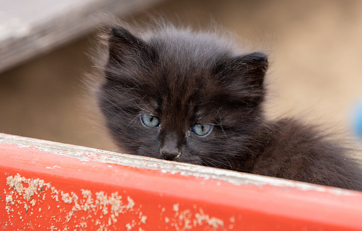 Говорят, не повезет: откуда появилась боязнь черной кошки и как относится к суевериям РПЦ