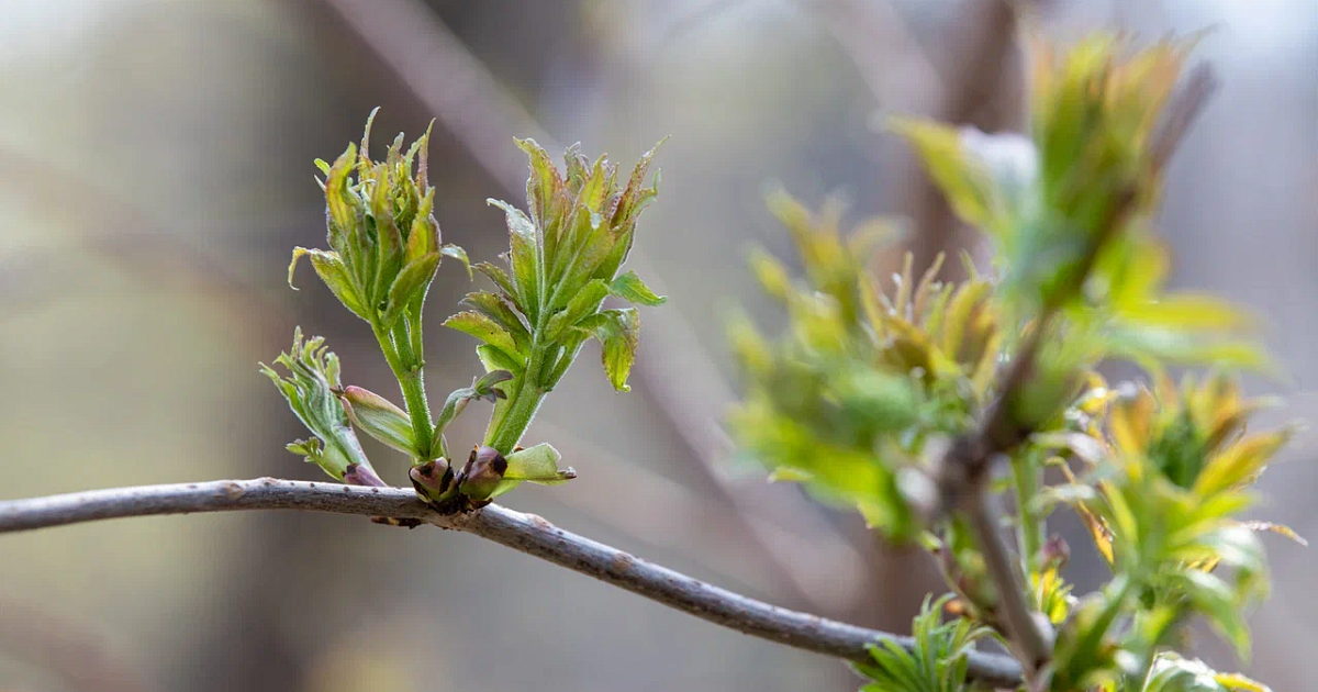 Когда потеплеет в туле в мае. Possible foliage.