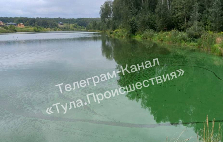 Туляки пожаловались на позеленевший пруд в микрорайоне Рублево-Медвенское