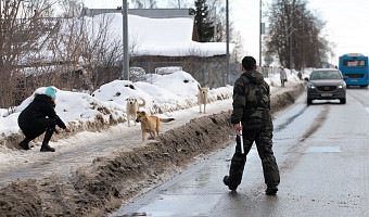 Кимовскому району выделят больше субсидий на отлов бездомных животных