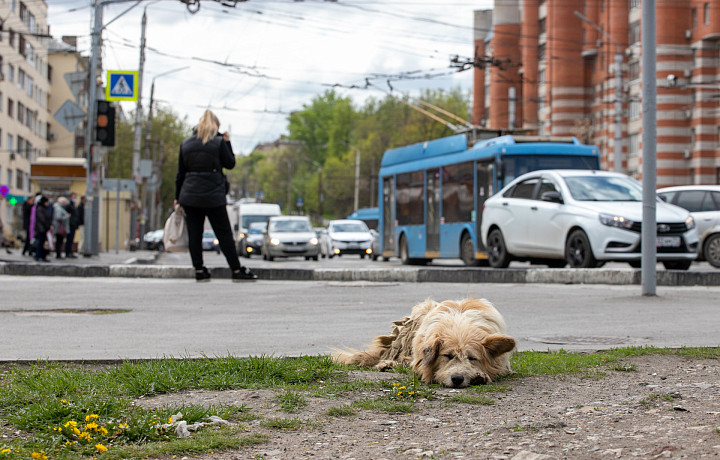 «Животные-компаньоны не могут выживать без человека»: истории волонтеров из Тульской области, которые не отвернулись от проблем бездомных собак и кошек