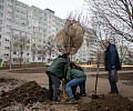 На Молодежном бульваре в Туле высадят 112 деревьев и около 150 кустарников