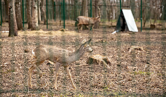 В Тульской области разрешили отстрелять 1677 косуль и 79 пятнистых оленей