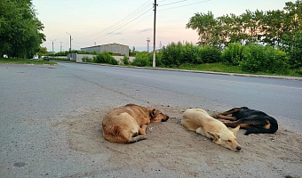 На улице Пузакова в Туле обнаружен очаг лептоспироза собак